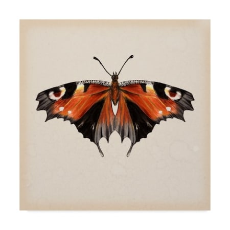Melissa Wang 'Butterfly Study V' Canvas Art,24x24